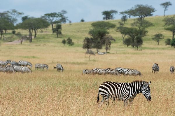 Pitamitz, Sergio 아티스트의 Plains zebras-Equus quagga-Seronera-Serengeti National Park-Tanzania작품입니다.